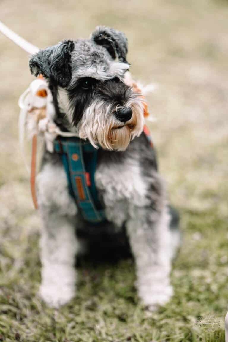 A Schnauzer dog dressed for a wedding with a floral collar, adding charm to the couple’s big day